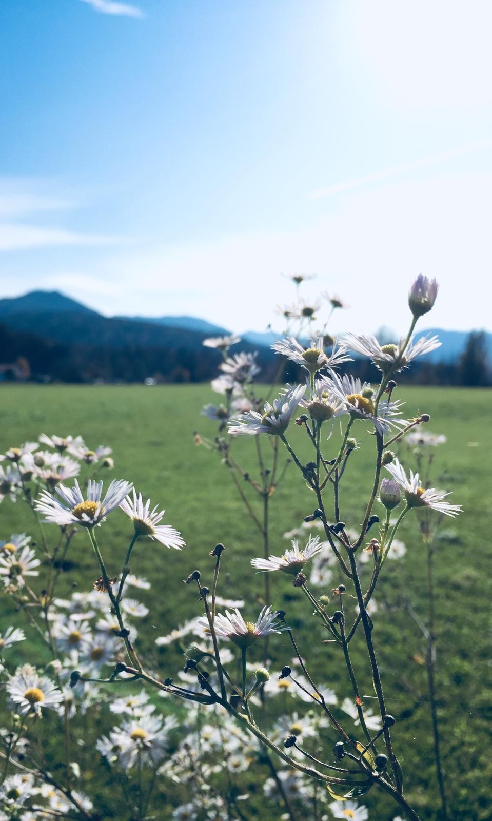 Familie beim Apfelpflücken – Gemeinschaft im Gartenbauverein