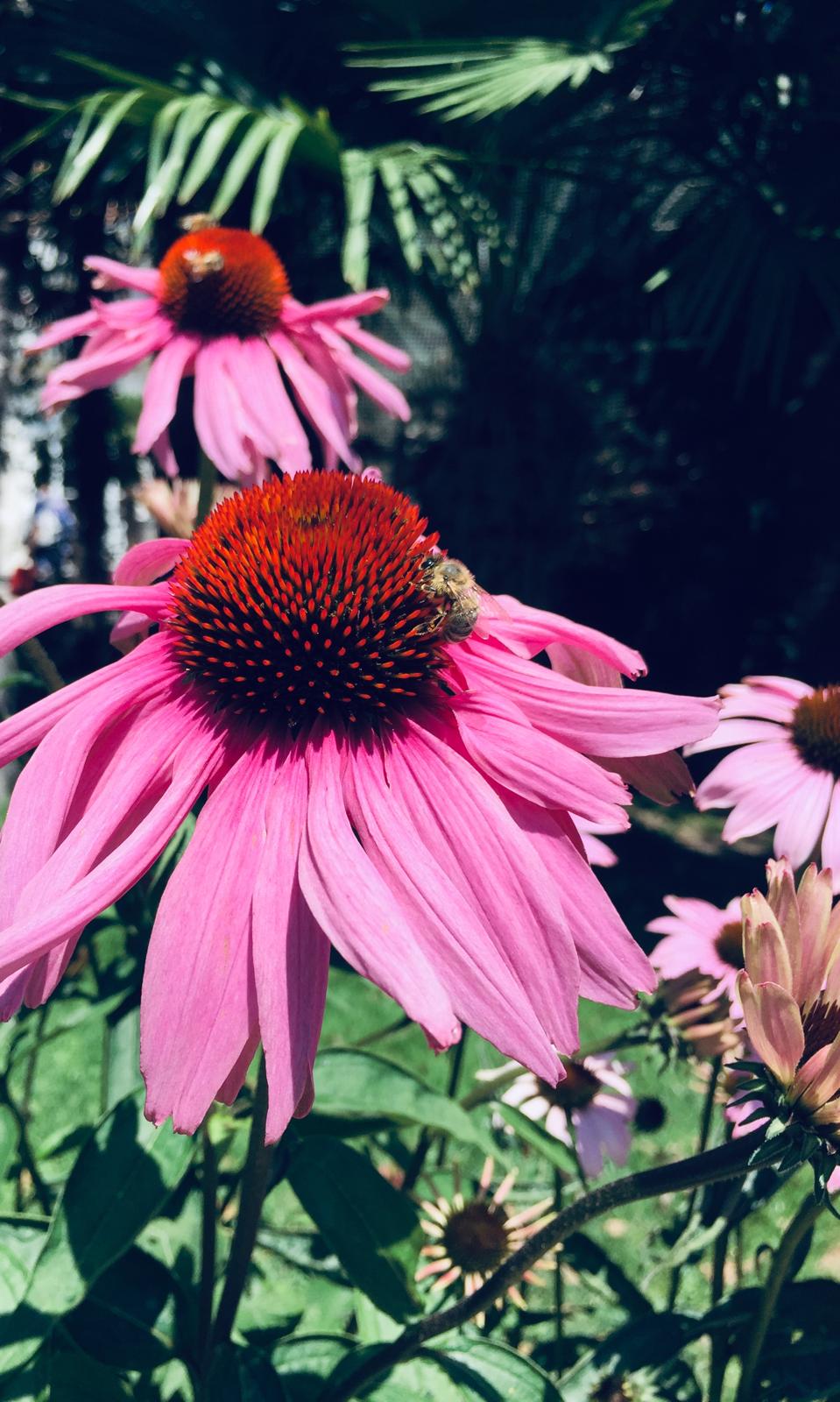 Chiemgauer Landschaft – Schleching