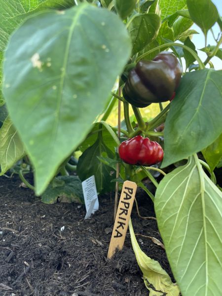 Schulprojekt – Schüler erkunden die Natur