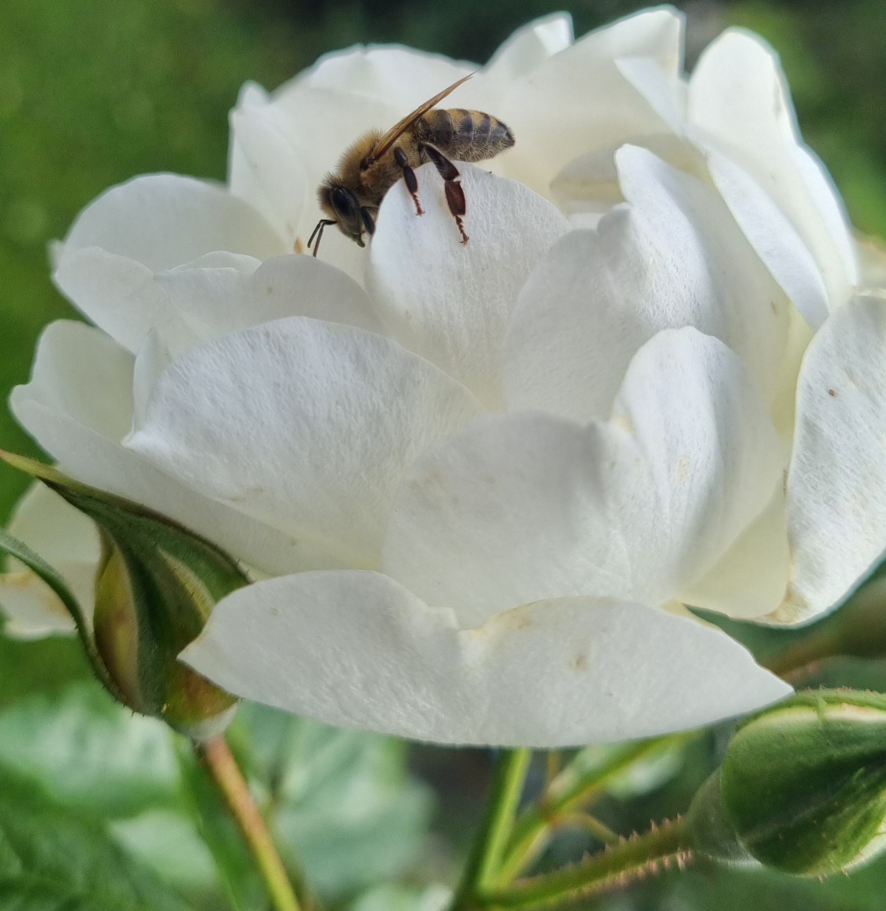 Familie beim gemeinsamen Apfelpflücken