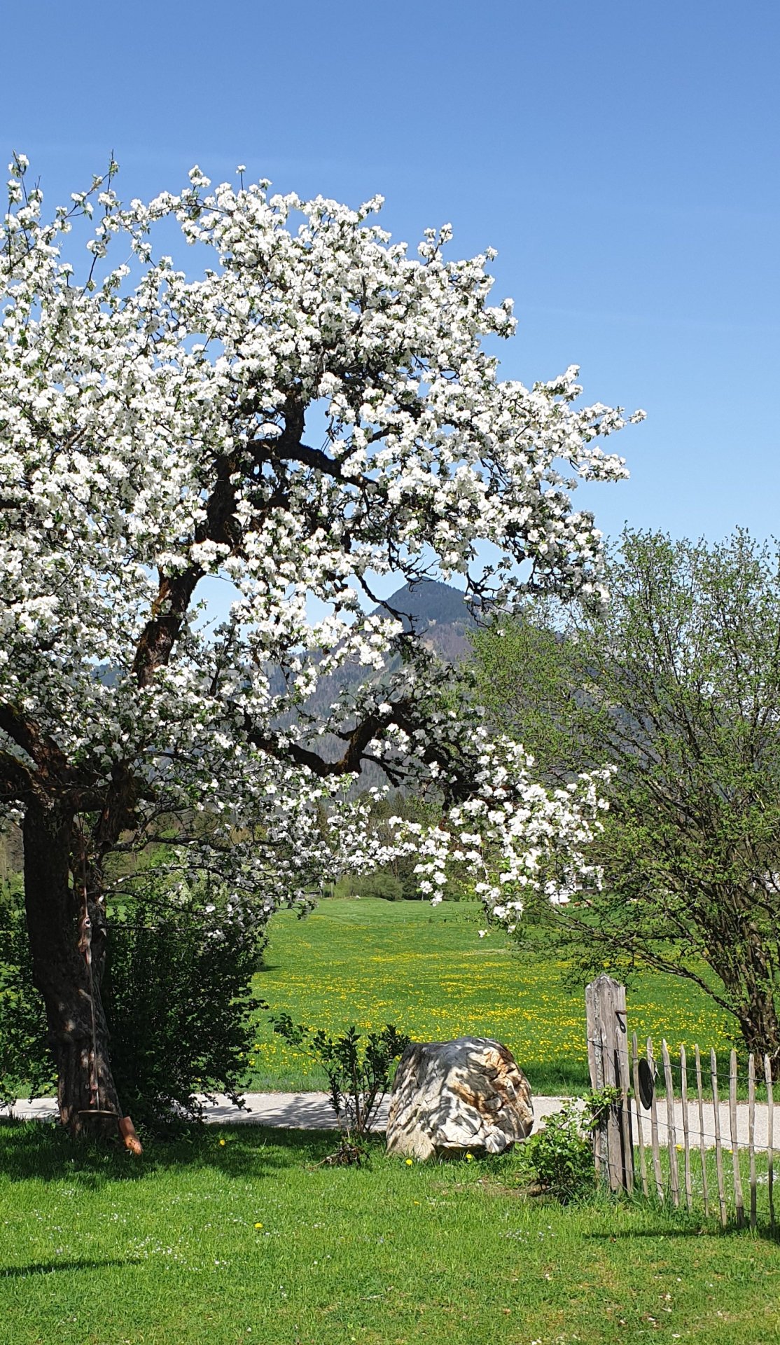 Streuobstwiese im Chiemgau – alte Obstbäume in weiter Landschaft